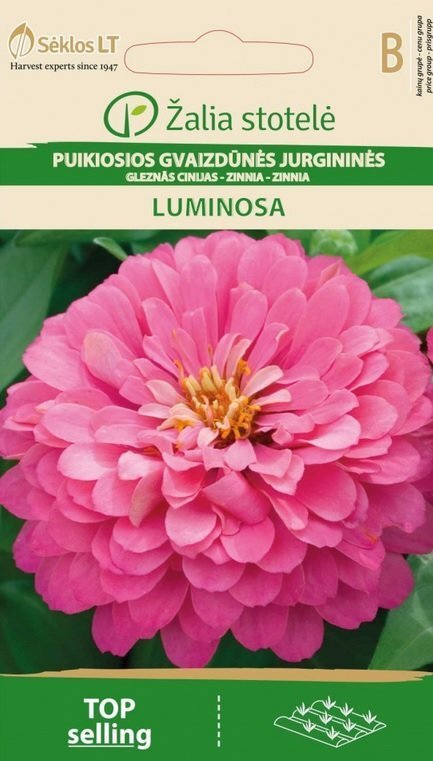 Tsinnia LUMINOSA цена и информация | Lilleseemned | kaup24.ee