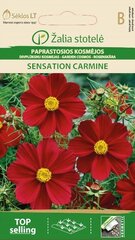 Космея SENSATION CARMINE цена и информация | Семена цветов | kaup24.ee