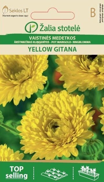 Apteegi saialill YELLOW GITANA hind ja info | Lilleseemned | kaup24.ee