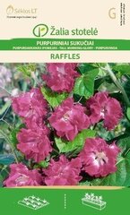 фиолетовaя ипомея Raffles цена и информация | Зайцехвост яйцевидный | kaup24.ee