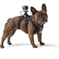 GoPro Fetch ADOGM-001 hind ja info | Videokaamerate lisatarvikud | kaup24.ee