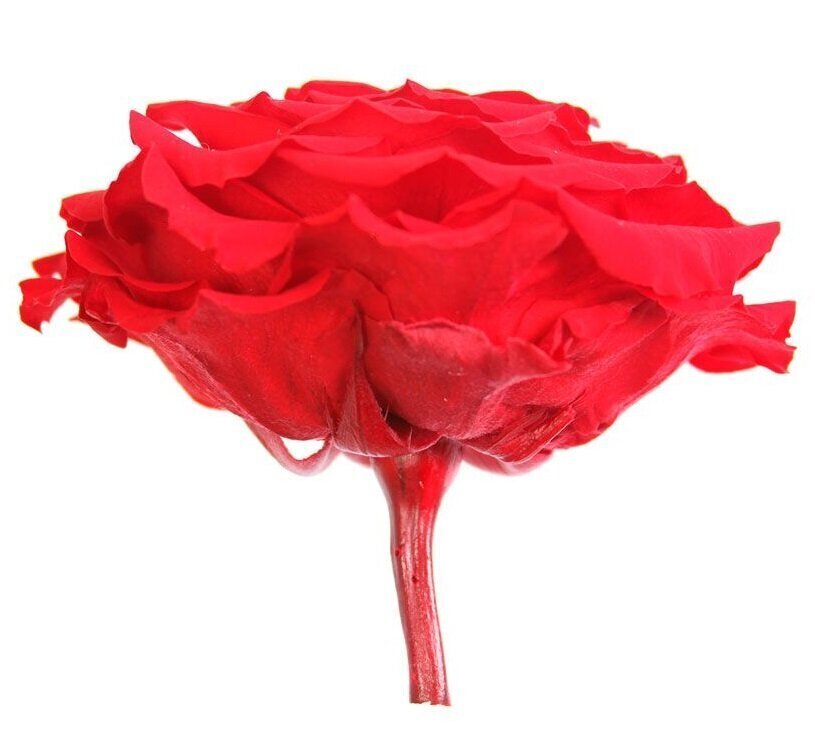 Stabiliseeritud Kuninglik Roos Rose King, 1 tk цена и информация | Uinuvad roosid, taimed | kaup24.ee