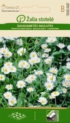 Маргаритка многолетняя цена и информация | Семена цветов | kaup24.ee
