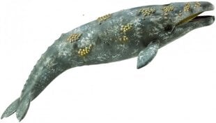 Фигурка Collecta Серый кит цена и информация | Игрушки для девочек | kaup24.ee