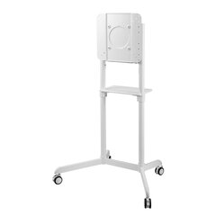 TV SET ACC FLOOR STAND/37-70 NS-M1250WHITE NEWSTAR цена и информация | Кронштейны и крепления для телевизоров | kaup24.ee