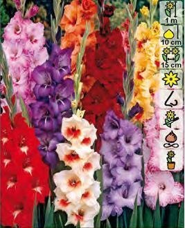 Gladioolid suurte õitega, erinevad värvid 5 tk hind ja info | Lillesibulad | kaup24.ee