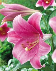 Лилии декоративные Pink heaven, 1 шт. цена и информация | Луковицы цветов | kaup24.ee