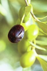 Oliiviõliseep lavendli aroomiga 100g hind ja info | Seebid | kaup24.ee