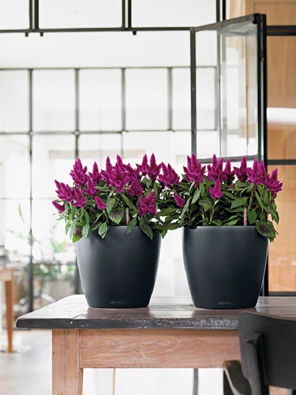 LECHUZA taimekast "CLASSICO Color 21 ALL-IN-ONE", kilt hind ja info | Dekoratiivsed lillepotid | kaup24.ee