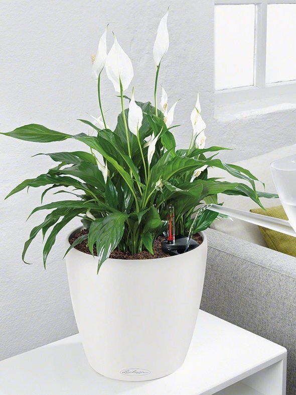 LECHUZA taimekast "CLASSICO Color 21 ALL-IN-ONE", kilt hind ja info | Dekoratiivsed lillepotid | kaup24.ee