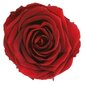 Stabiliseeritud roosid Standard 6 tk, tumepunane bordoo hind ja info | Uinuvad roosid, taimed | kaup24.ee