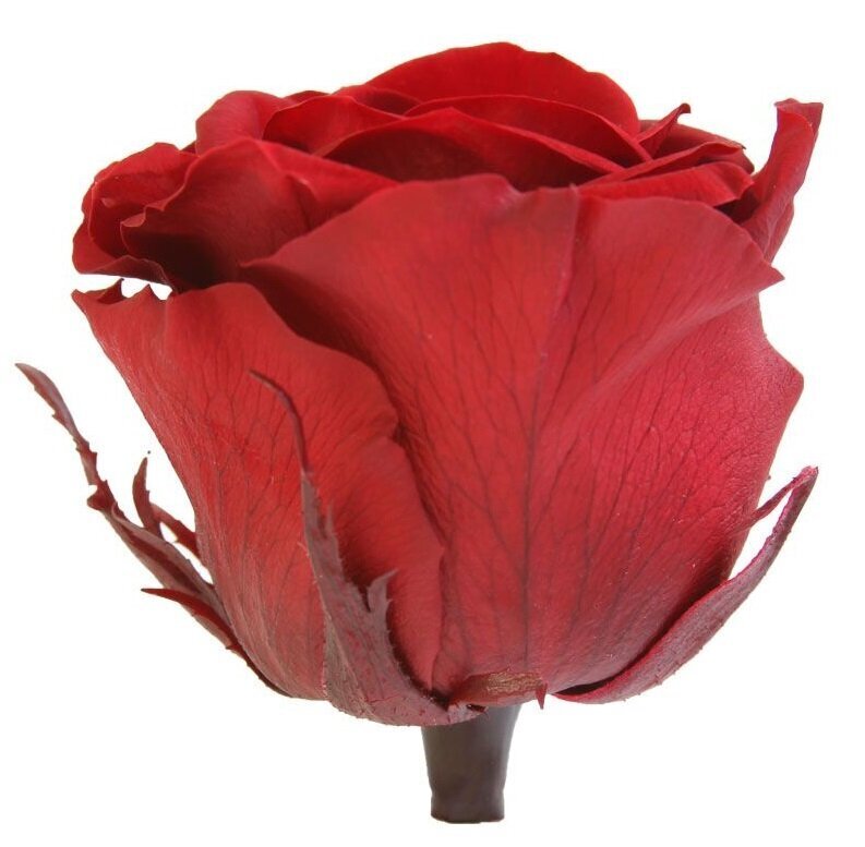 Stabiliseeritud roosid Standard 6 tk, tumepunane bordoo цена и информация | Uinuvad roosid, taimed | kaup24.ee
