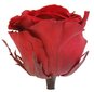 Stabiliseeritud roosid Standard 6 tk, tumepunane bordoo hind ja info | Uinuvad roosid, taimed | kaup24.ee