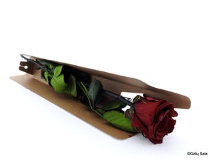 Uinuv roos 55 cm, bordoo hind ja info | Uinuvad roosid, taimed | kaup24.ee