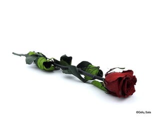 Спящая роза 55 см, цвет бордо цена и информация | Спящие стабилизированные розы, растения | kaup24.ee