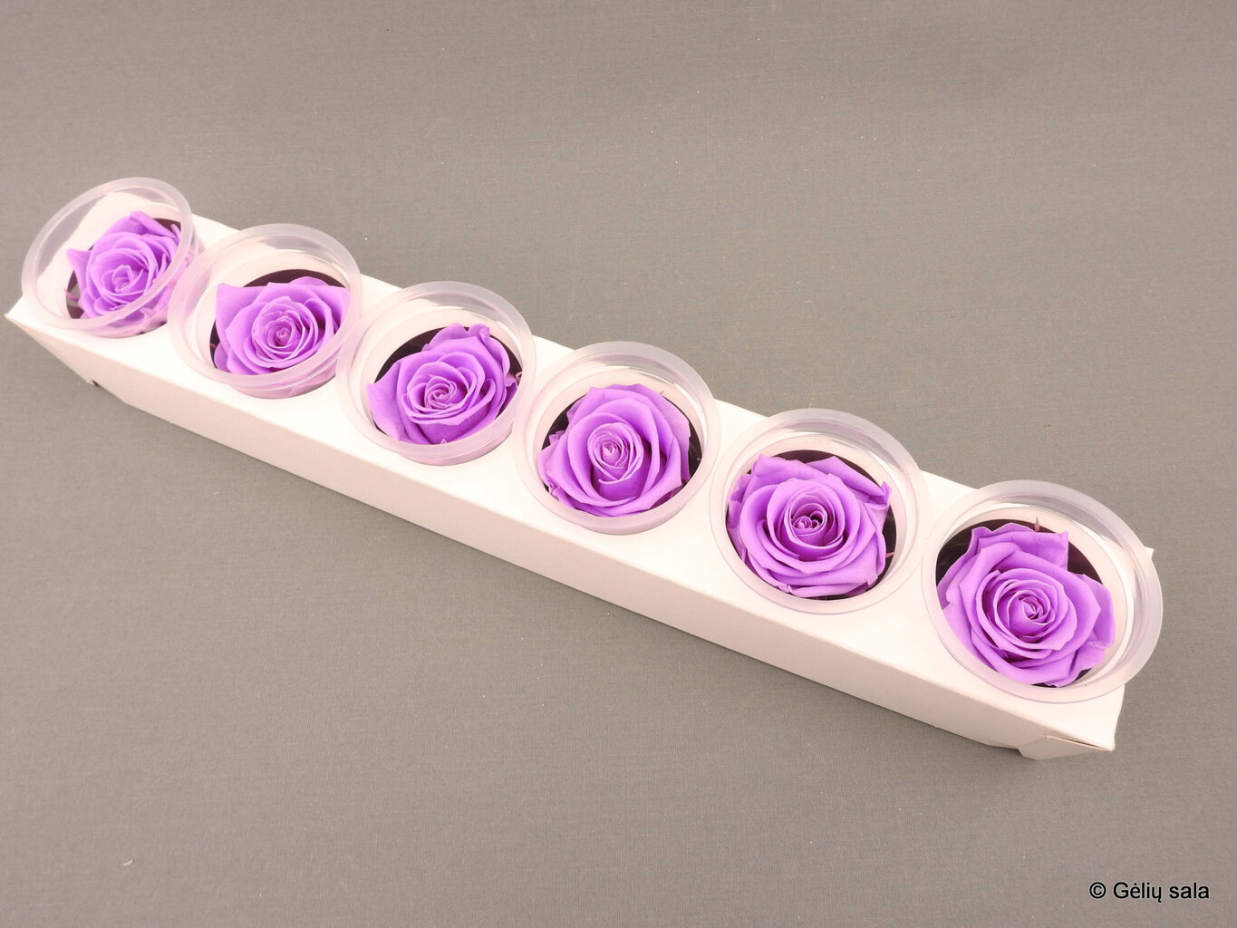 Stabiliseeritud roos Kiara, XL, lilla цена и информация | Uinuvad roosid, taimed | kaup24.ee