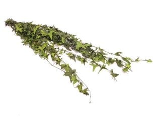 Стабилизированная Hedera цена и информация | Спящие стабилизированные розы, растения | kaup24.ee