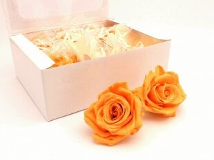 Стабилизированные розы, 6 шт., 5.5 см цена и информация | Спящие стабилизированные розы, растения | kaup24.ee