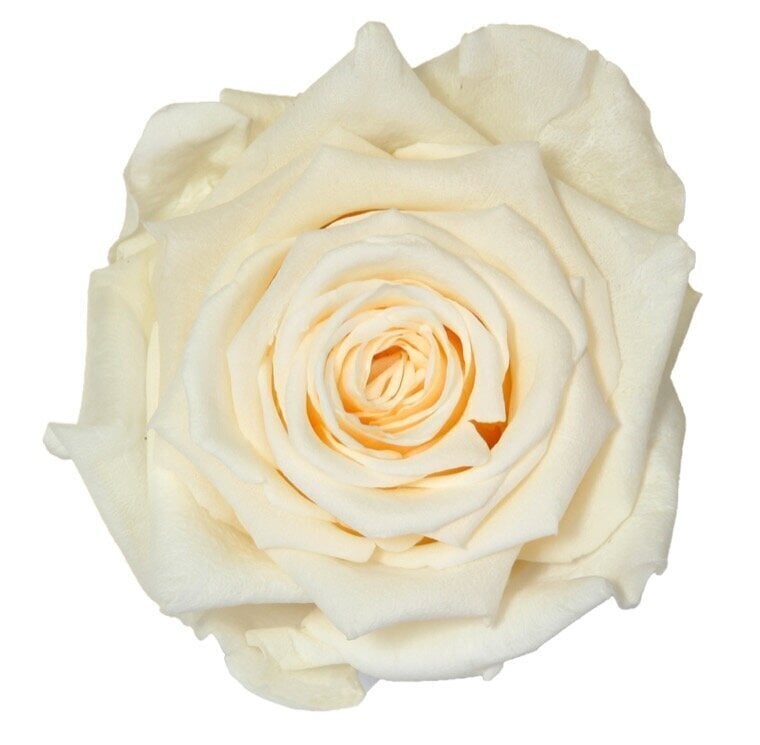 Stabiliseeritud roos Premium, 55x7 cm hind ja info | Uinuvad roosid, taimed | kaup24.ee