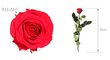 Stabiliseeritud roos Premium, 55x7 cm цена и информация | Uinuvad roosid, taimed | kaup24.ee