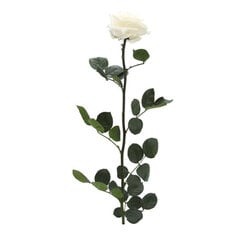Stabiliseeritud roos Premium, 55x7 cm hind ja info | Uinuvad roosid, taimed | kaup24.ee