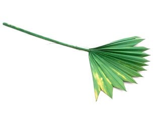 Kunstlik palmioks, roheline hind ja info | Floristlika materjalid | kaup24.ee