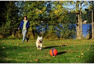 CHUCKIT игрушка для собак, мяч, KICK FETCH S цена и информация | Игрушки для собак | kaup24.ee