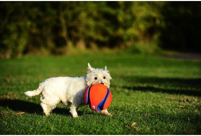 CHUCKIT KOERA MÄNGUASI PALL KICK FETCH L цена и информация | Mänguasjad koertele | kaup24.ee