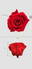 Стабилизированные розы, красные цена и информация | Спящие стабилизированные розы, растения | kaup24.ee