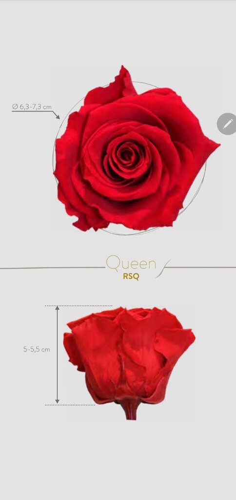 Stabiliseeritud roosid, roosad цена и информация | Uinuvad roosid, taimed | kaup24.ee
