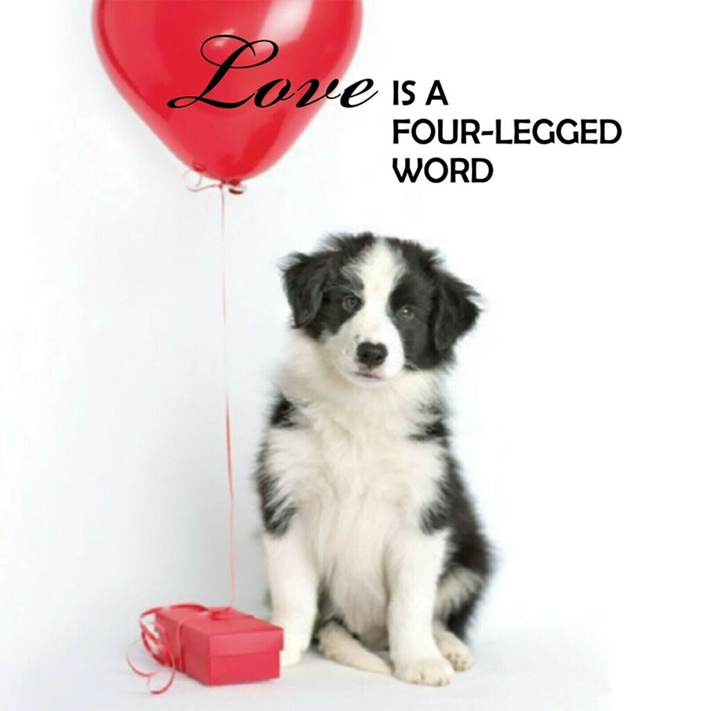 Taro kaardid Inspirational Pup Notes: 60 kaarti armastusest ja rõõmust hind ja info | Esoteerika | kaup24.ee