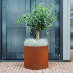 GrillSymbol Cor-Ten terasest Lillepott – Myy hind ja info | Dekoratiivsed lillepotid | kaup24.ee
