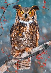 Pusle Castorland Great Horned Owl, 500 osaline цена и информация | Пазлы | kaup24.ee