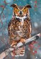 Pusle Castorland Great Horned Owl, 500 osaline цена и информация | Pusled | kaup24.ee