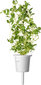 Click & Grow Plant Pod Italian Mix 9tk hind ja info | Nutipotid ja taimelambid | kaup24.ee