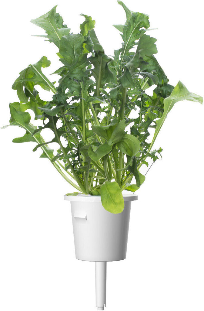 Click & Grow Plant Pod Salad Mix 9tk hind ja info | Nutipotid ja taimelambid | kaup24.ee