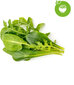 Click & Grow Plant Pod Salad Mix 9tk hind ja info | Nutipotid ja taimelambid | kaup24.ee
