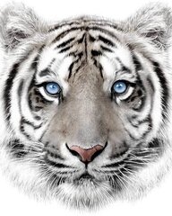 Плед Tiger, 120x150 см цена и информация | Покрывала, пледы | kaup24.ee