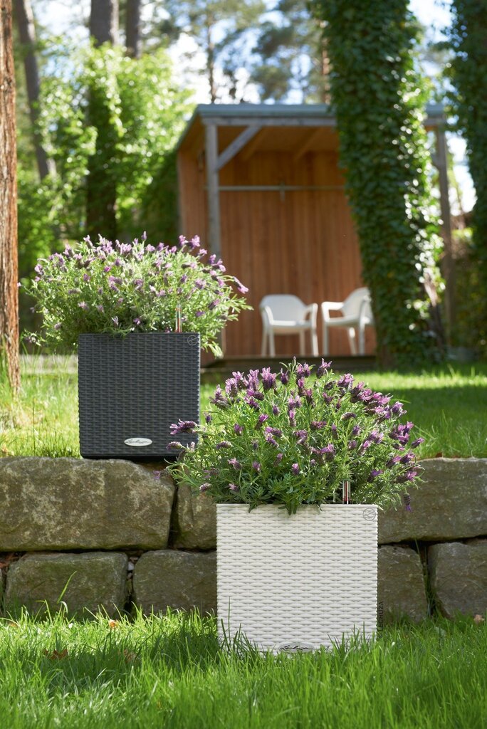 Lechuza lillepott Cube Cottage 30 cm цена и информация | Dekoratiivsed lillepotid | kaup24.ee