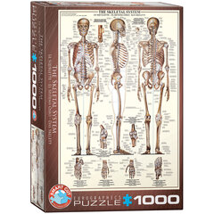 Пазл Eurographics, 6000-3970, The Skeletal System, 1000 шт. цена и информация | Пазлы | kaup24.ee