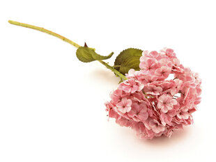 Hortensia roosa hind ja info | Kunstlilled | kaup24.ee