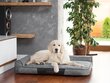 Hobbydog pesa Best Dark Grey XL, 100x66 cm цена и информация | Pesad, padjad | kaup24.ee