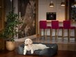 Hobbydog pesa Comfort Black Ekolen, XL, 85x65 cm цена и информация | Pesad, padjad | kaup24.ee