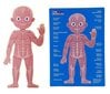 Magnetpusle Inimese anatoomia hind ja info | Pusled | kaup24.ee
