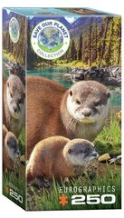 Пазл Eurographics, 8251-5558, Otters, 250 шт. цена и информация | Пазлы | kaup24.ee