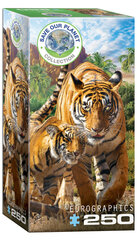 Пазл Eurographics, 8251-5559, Tigers, 250 шт. цена и информация | Пазлы | kaup24.ee
