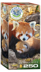 Пазл Eurographics, 8251-5557, Red Pandas, 250 шт. цена и информация | Пазлы | kaup24.ee