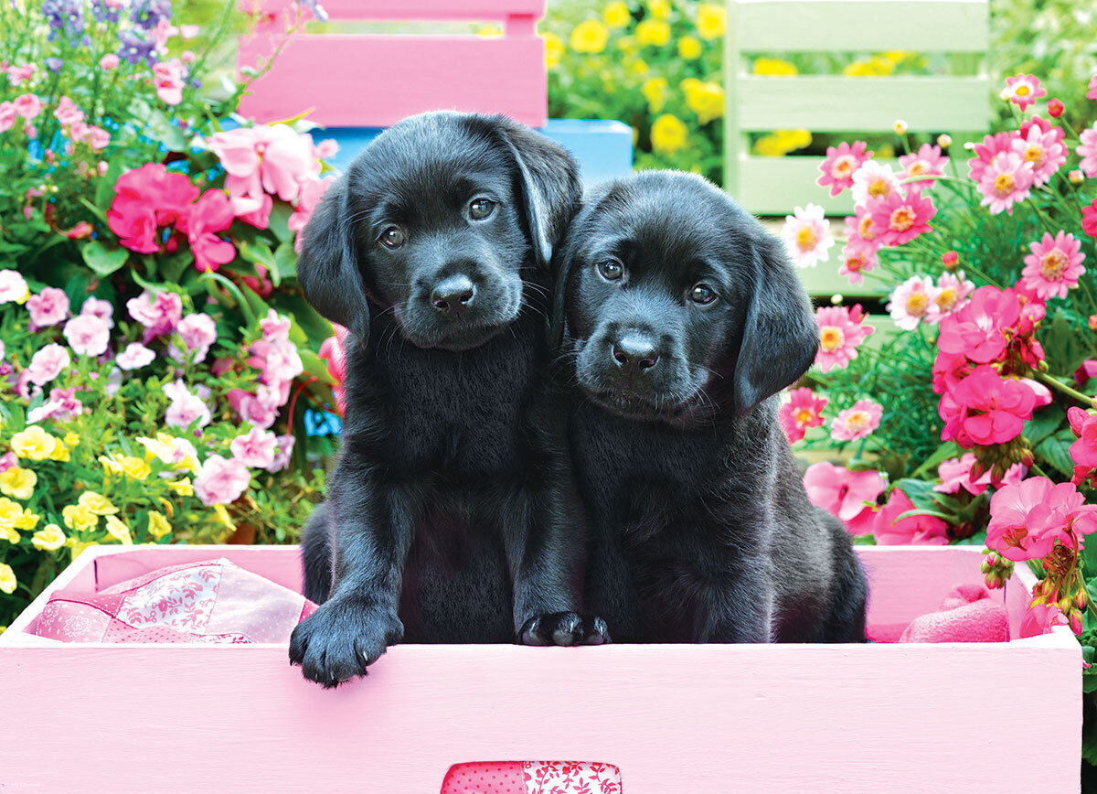 Pusle Eurographics, 6500-5462, Black Labs in Pink Box, 500 tk цена и информация | Pusled | kaup24.ee