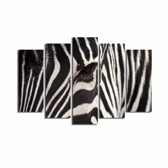 Viieosaline reproduktsioon Zebra hind ja info | Seinapildid | kaup24.ee