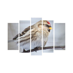 Репродукция Птицы цена и информация | Репродукции, картины | kaup24.ee